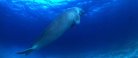 Dugong rel=