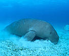 Once abundant in Tanzanian waters, dugong populations have declined dramatically by over 90 per cent in the past 30 years.