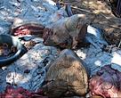 The dugong carcass found at the fisherman´s house in Inhassoro