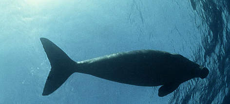 Dugong Swimming in open sea. / ©: WWF-Canon / Jürgen FREUND rel=