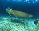 Dugong grazing. Palawan, Philippines