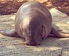 A dugong caught in fishing net at the Kiunga Marine National reserve in northern Kenya is rescued and released.