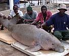 The dugong caught by fishermen in Tanzania.