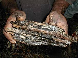 Gaharu, also known as eaglewood. Sepik, Papua New Guinea / ©: WWF - Paul Chatterton / ©: WWF - Paul Chatterton