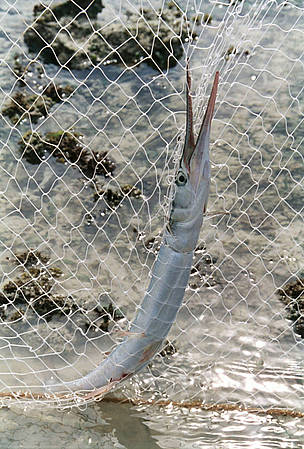 Mafia Island Marine Park, Mafia Island, Tanzania
A Half beak fish (Hyporhamphus sajori) caught in ... / ©: Peter Denton / WWF-Canon / ©: Peter Denton / WWF-Canon