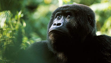 Eastern lowland gorilla (Gorilla gorilla graueri). / ©: naturepl.com/Karl Ammann / WWF rel=