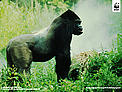  / &copy;: Chris Martin Bahr / WWF-Canon