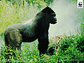  / &copy;: Chris Martin Bahr / WWF-Canon