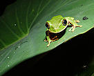 Treefrogs are among the 1000 endemic species found in the Eastern Arc Mountains.
