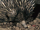  / &copy;: WWF-Canon / Martin HARVEY
