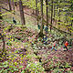 Echipa WWF, insotita de o echipa de jurnalisti, a fost in padurile Sincii pentru a se convinge de unicitatea acestora © (c) Mircea Struteanu