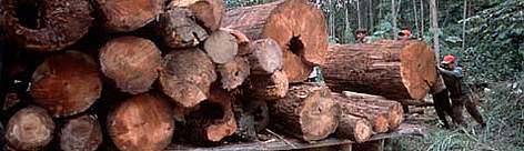 Illegal logging, Riau, Sumatra. / ©: WWF-Canon / Alain COMPOST Illegal logging Riau, Sumatra rel=