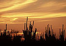 Cacti silhouettes at sunset Bahia Kino, Sonora Gulf of California, Mexico. / &copy;: WWF-Canon / Edward PARKER