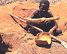 Roots are collected for food in drought stricken countries. Madagascar.