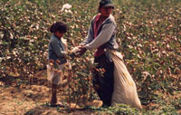 Picking cotton near Piura, Peru. / ©: WWF-Canon / Edward PARKER Picking cotton near Piura, Peru. / ©: WWF-Canon / Edward PARKER