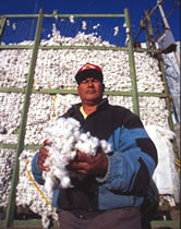 Harvested cotton from the irrigated lands of the Chihuahua Desert near Chihuahua City, Chihuahua, ... / ©: WWF-Canon / Edward PARKER Harvested cotton from the irrigated lands of the Chihuahua Desert near Chihuahua City, Chihuahua, ... / ©: WWF-Canon / Edward PARKER