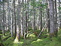 Okhotsk-Manchurian taiga forest / ©: WWF Russia / Eugene Egidarev / ©: WWF Russia / Eugene Egidarev