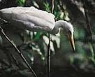 White egret, Huayanxi National Park, Hunan Province, China