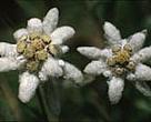 Edelweiss (<I>Leontopodium alpinum</I>).<BR>