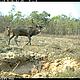 Eld's deer is an endangered character species of Cambodia's dry forests. © FA / WWF-Cambodia
