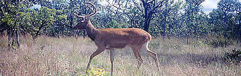 Eld's deer, caught on camera trap in Stung Treng province, northern Cambodia, is one of the main ... / ©: WWF / WCS / BirdLife / FA Eld's deer photographed in Stung Treng province, northern Cambodia, is one of the main indicator ... rel=