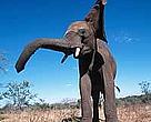 African elephant (Loxodonta africana).
