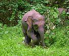 The elephants of Borneo are smaller than their Asian elephant cousins elsewhere