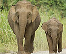 Pygmy elephants on Borneo. Sabah, Malaysia.