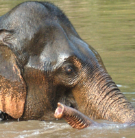  / &copy;: WWF Laos