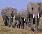 Even elephant tusks can be bought online.