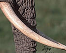 Highly prized African elephant (<i>Loxodonta africana</i>) tusks.