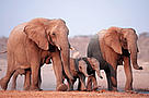 A recent count found approximately 500 African elephants in north-west Namibia. / ©: WWF-Canon / Martin Harvey / ©: WWF-Canon / Martin Harvey