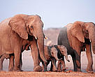 A recent count found approximately 500 African elephants in north-west Namibia.