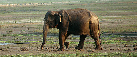  / &copy;: Jeff FOOTT / WWF-Canon