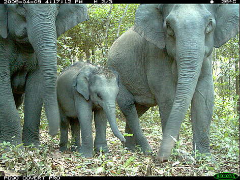 research paper about endangered species in the philippines Endangered species essay endangered species - 853 words research paper - 2569 words philippines: philippines and. research paper about endangered species in the philippines Endangered species essay endangered species - 853 words research paper - 2569 words philippines: philippines and.