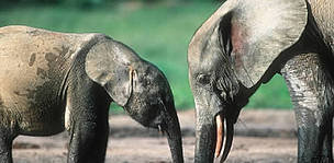 Forest elephant (Loxodonta africana cyclotis). Female and calf digging with tusks and trunk for ... / ©: WWF-Canon / Martin HARVEY / ©: WWF-Canon / Martin HARVEY