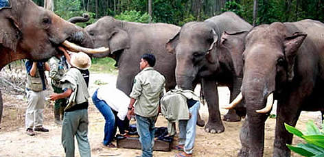 Mahout feed Sumatran elephants, part of the WWF-initiated flying squad team. The team intervenes to ... / ©: WWF-Indonesia rel=