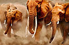 Large elephant herds can be found in Tanzania's Selous Game Reserve. / ©: WWF-Canon / Martin Harvey / ©: WWF-Canon / Martin Harvey