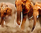 African elephants on the move.
