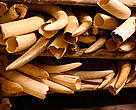 Elephant tusks stored in secured ivory piles. Kruger National Park, South Africa.