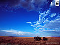 Elephant wallpaper for PC / ©: Martin Harvey / WWF-Canon / ©: Martin Harvey / WWF-Canon