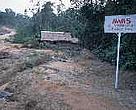 What is left of an elephant "corridor" in a Tesso Nilo oil palm plantation area, Riau, Sumatra, Indonesia.
