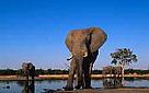  / &copy;: Martin Harvey / WWF-Canon