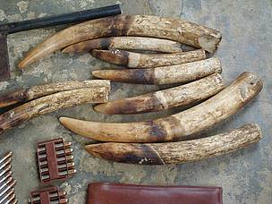 Elephant tusks seized from a poacher, who was also found in possession of elephant meat and tails. / ©: WWF/CFP / ©: WWF/CFP