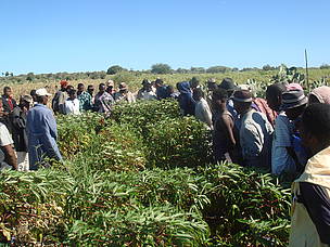 Emile Jean demonstrating agroecology to other farmers.