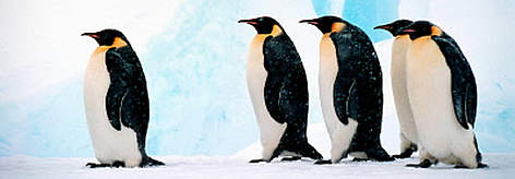 Emperor penguin group against background of blue ice Dawson-Lambton Glacier, Antarctica. / ©: WWF-Canon / Fritz PÖLKING Emperor penguin Group against background of blue ice Dawson-Lambton Glacier, Antarctica. rel=