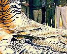 An Uttar Pradesh, India seizure consisted of 70 leopard skins, four tiger skins, black buck skins, 18,000 leopard claws, and 132 tiger claws. 
