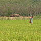 Human elephant conflict © WWF / Elisabet Purastuti