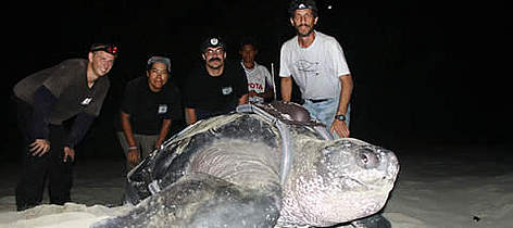Carlos Drews - far right - and the Panamanian team tag one of the first leatherbacks for the 2005 ... rel=