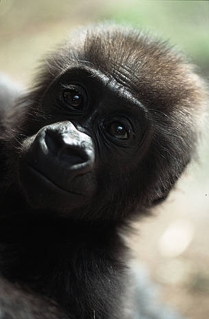 Young eastern lowland gorilla (Gorilla beringei graueri) / ©: Chris Martin BAHR / WWF-Canon / ©: Chris Martin BAHR / WWF-Canon